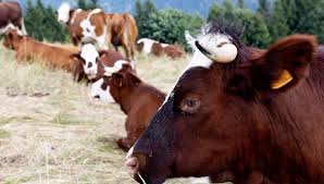 Dermatose bovine : La France suspend ses exportations et durcit les mesures sanitaires